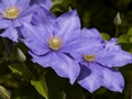 Clematis Fuji musume Powojnik